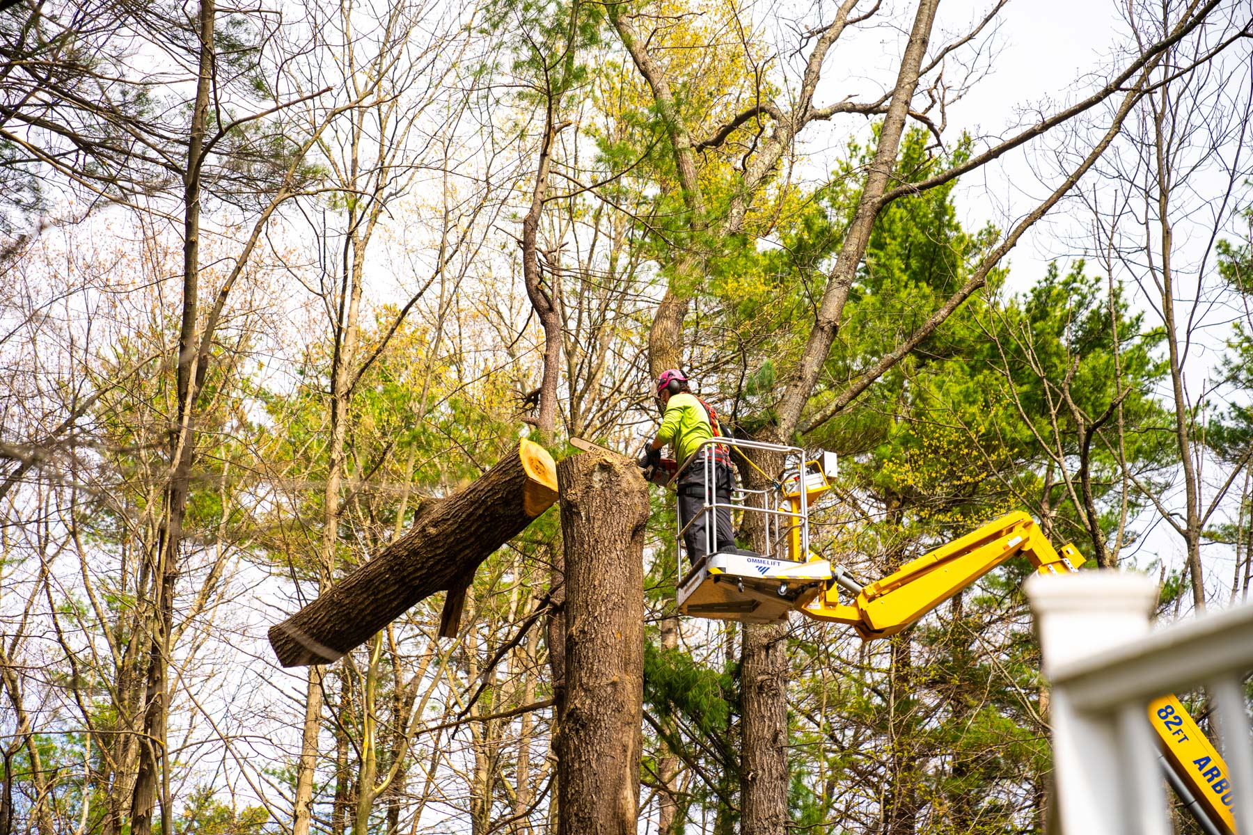 Commercial Tree Removal Service in Jackson MI for Businesses and HOAs