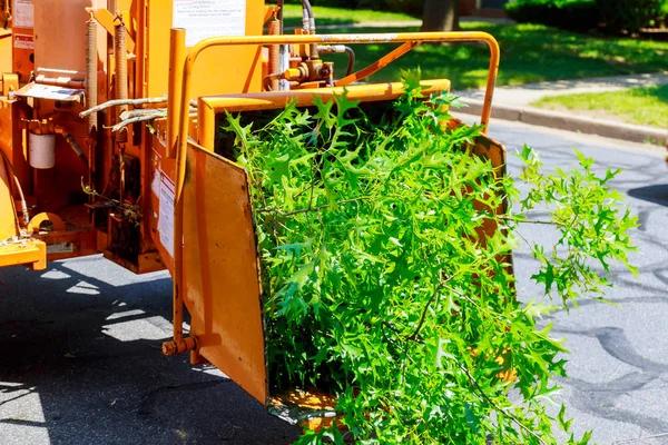 Heavy-Duty Tree Removal Service for Large Trees