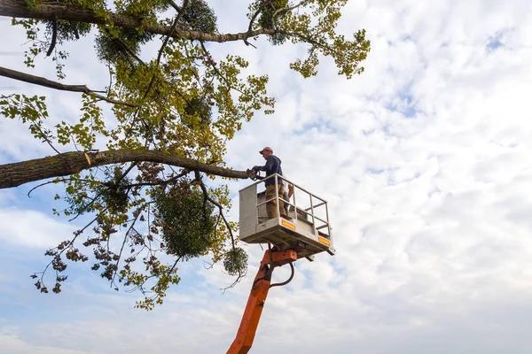Tree Cutting Service Tailored to Your Property Needs