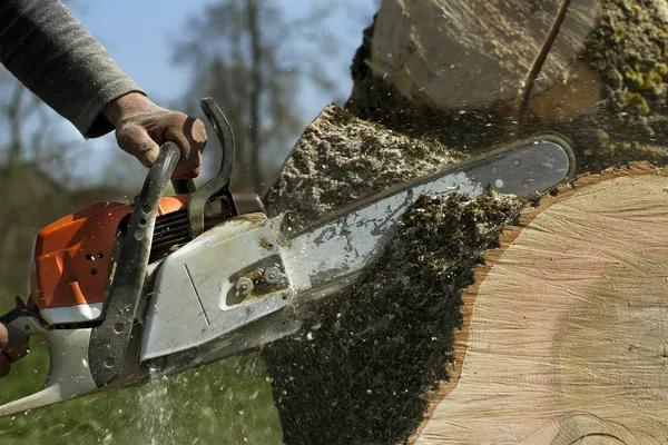 Affordable Tree Removal in Adrian, Michigan for Residential Properties