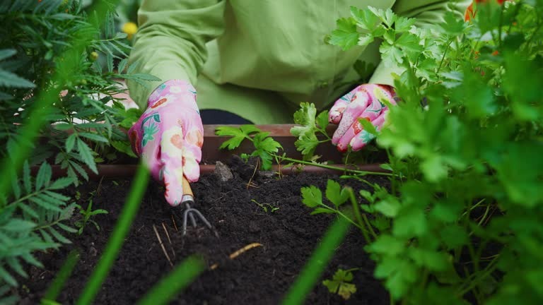 Tackling the Mushroom Menace in Mulch