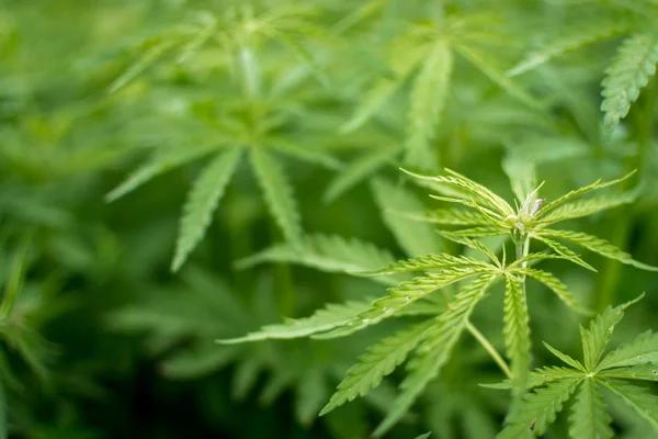 Essential Consumer Insights for Evaluating Hemp-Derived Delta-8 Products